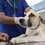 Cão sendo examinado em campanha de castração gratuita no Novo Aleixo.