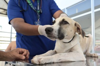 Cão sendo examinado em campanha de castração gratuita no Novo Aleixo.