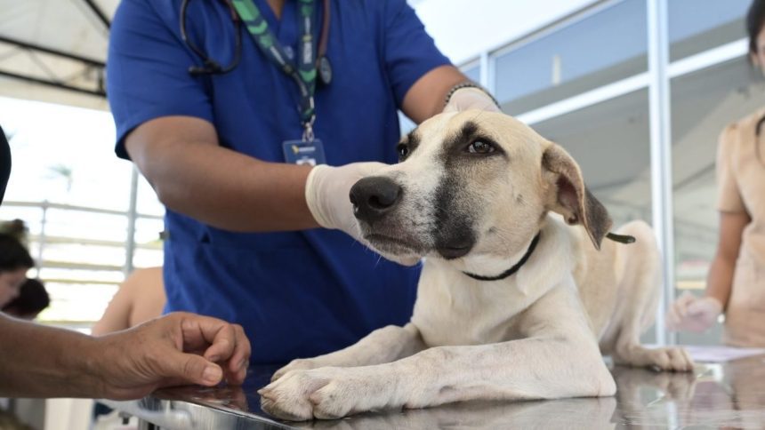 Cão sendo examinado em campanha de castração gratuita no Novo Aleixo.