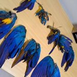 Carcaças de araras azuis apreendidas em operação da Polícia Federal no Amazonas.