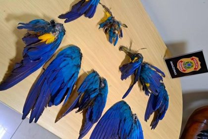 Carcaças de araras azuis apreendidas em operação da Polícia Federal no Amazonas.