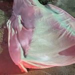 Corpo coberto em cena de crime.