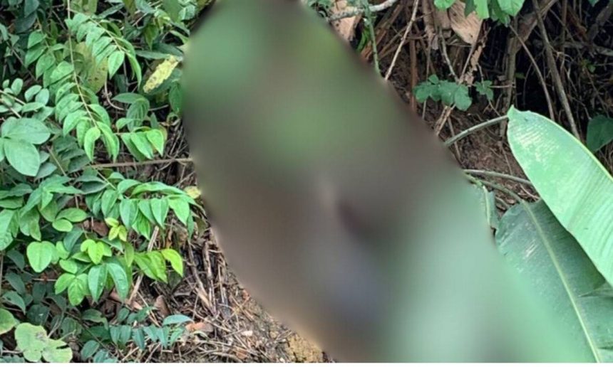 Corpo em decomposição encontrado em barranco na BR-174, em meio à vegetação densa.