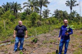 Dois homens plantando árvores em Manaus, em compensação de emissões de carbono.