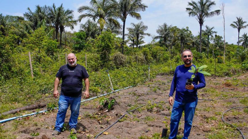 Dois homens plantando árvores em Manaus, em compensação de emissões de carbono.