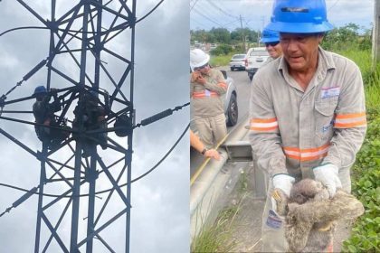 Equipe de eletricistas resgata bicho-preguiça em linha de transmissão após queda de energia em Manaus.