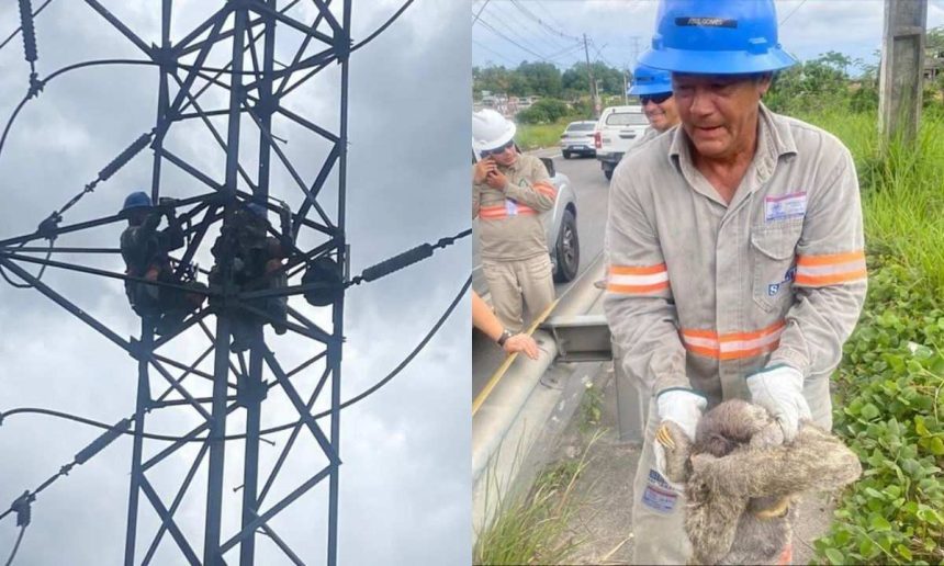 Equipe de eletricistas resgata bicho-preguiça em linha de transmissão após queda de energia em Manaus.