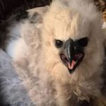 Filhote de gavião-real no ninho, com penas claras e bico forte.