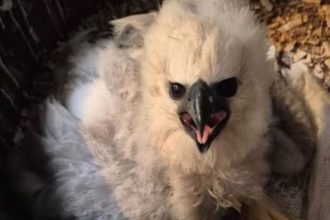 Filhote de gavião-real no ninho, com penas claras e bico forte.