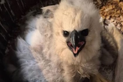 Filhote de gavião-real no ninho, com penas claras e bico forte.