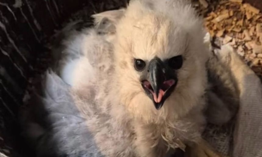 Filhote de gavião-real no ninho, com penas claras e bico forte.