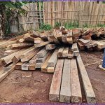 Fiscalização ambiental em área com toras de madeira apreendidas, com fiscal observando.