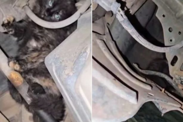 Gatinho escondido no motor de um carro, com destaque para seus olhos