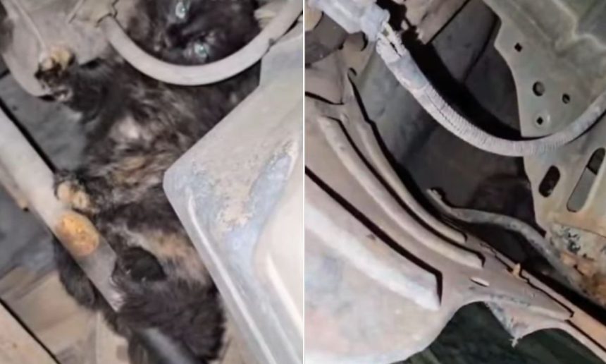 Gatinho escondido no motor de um carro, com destaque para seus olhos