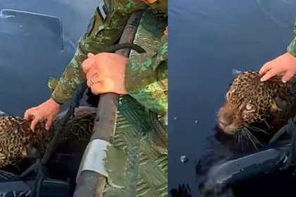 Homem em uniforme militar acaricia onça-pintada dentro de uma embarcação no Rio Negro.