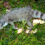 Iguana verde-acinzentada em meio à vegetação, com foco nos detalhes da pele e cauda listrada.