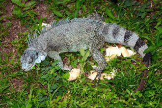 Iguana verde-acinzentada em meio à vegetação, com foco nos detalhes da pele e cauda listrada.