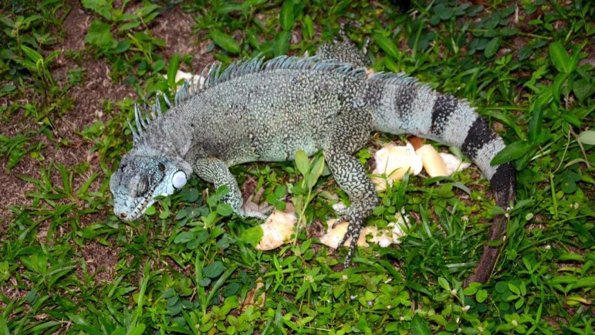 Iguana verde-acinzentada em meio à vegetação, com foco nos detalhes da pele e cauda listrada.