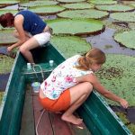 Pós-graduação em Botânica do Inpa abre seleção para 20 vagas