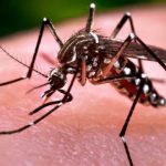 Vigilância em Saúde reforça medidas contra propagação do Aedes aegypti