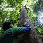 Inpa abre inscrições para mestrado em agricultura no trópico úmido