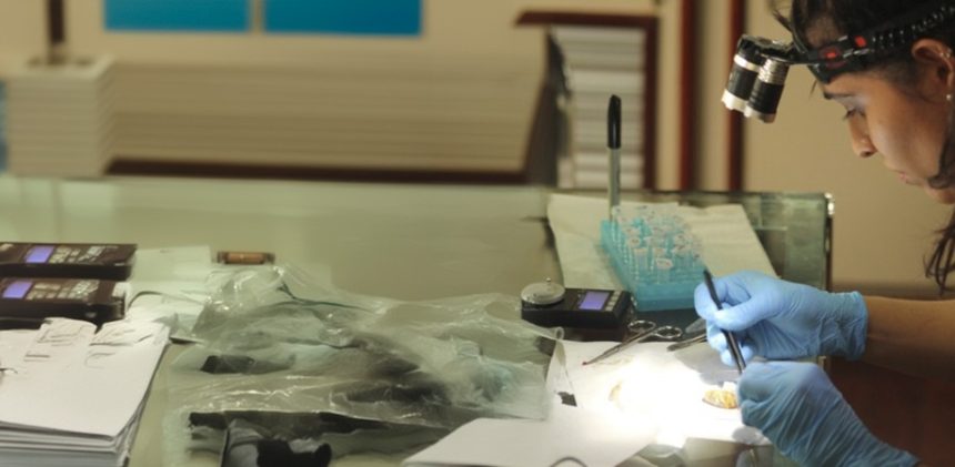 Última chance para inscrição no mestrado em Entomologia do Inpa