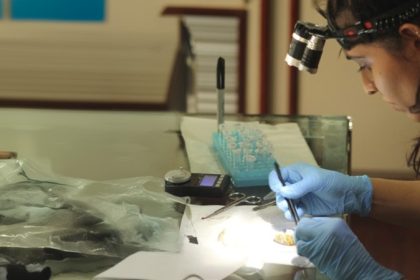 Última chance para inscrição no mestrado em Entomologia do Inpa