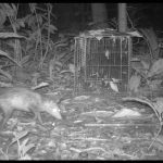 Mamífero silvestre em frente a uma gaiola em ambiente florestal, imagem em preto e branco.