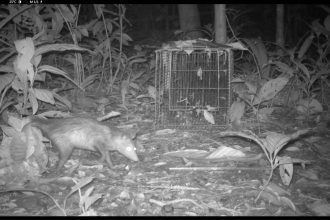 Mamífero silvestre em frente a uma gaiola em ambiente florestal, imagem em preto e branco.