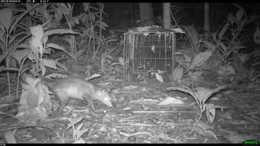 Mamífero silvestre em frente a uma gaiola em ambiente florestal, imagem em preto e branco.