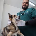 Médico veterinário examina cachorro em clínica veterinária pública em Manaus.