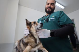 Médico veterinário examina cachorro em clínica veterinária pública em Manaus.