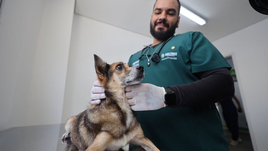 Médico veterinário examina cachorro em clínica veterinária pública em Manaus.
