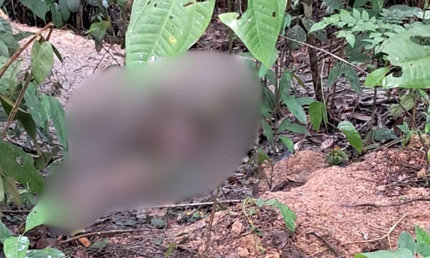 Ossada humana em mata na Zona Rural de Manaus.