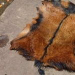 Pele de animal silvestre apreendida pela Guarda Municipal em Manaus.