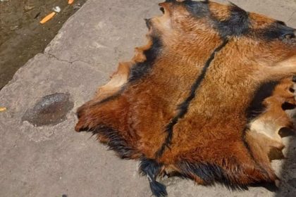 Pele de animal silvestre apreendida pela Guarda Municipal em Manaus.