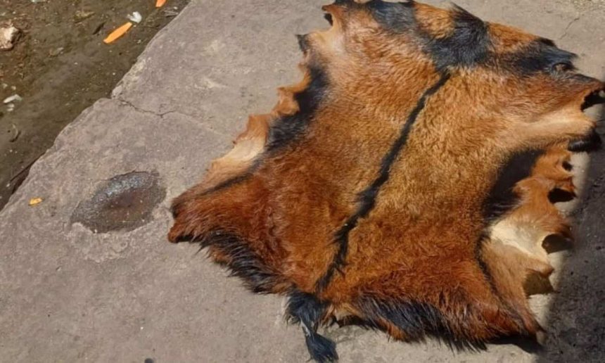 Pele de animal silvestre apreendida pela Guarda Municipal em Manaus.