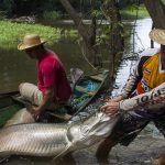 Pescadores com peixe gigante em rio, Amazonas.
