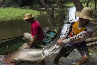 Pescadores com peixe gigante em rio, Amazonas.