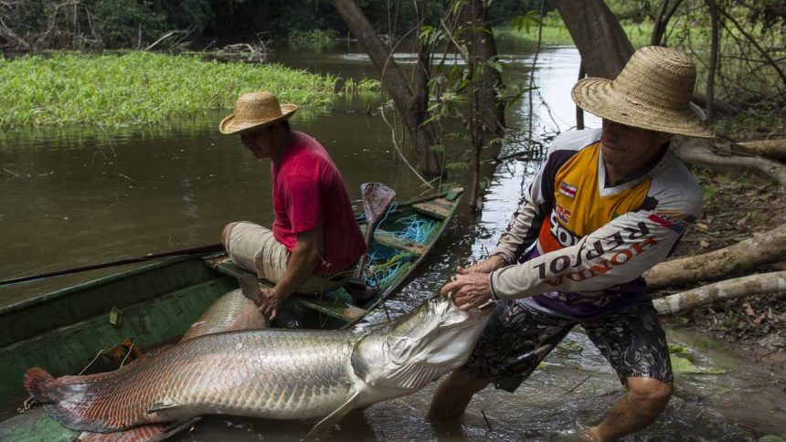 Pescadores com peixe gigante em rio, Amazonas.