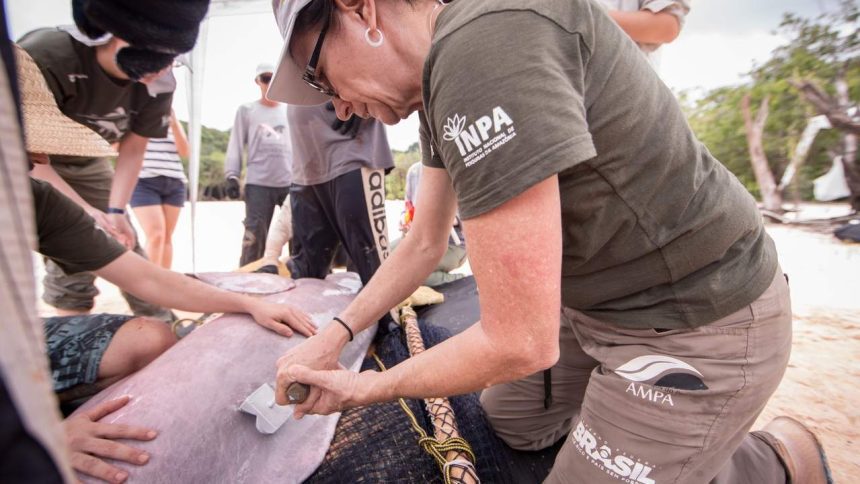 Pesquisadores do INPA trabalham em biologia aquática, com foco em pesquisa de campo.