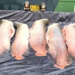 Pirarucus apreendidos pela polícia em fiscalização no Amazonas.