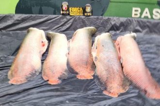 Pirarucus apreendidos pela polícia em fiscalização no Amazonas.