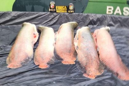 Pirarucus apreendidos pela polícia em fiscalização no Amazonas.