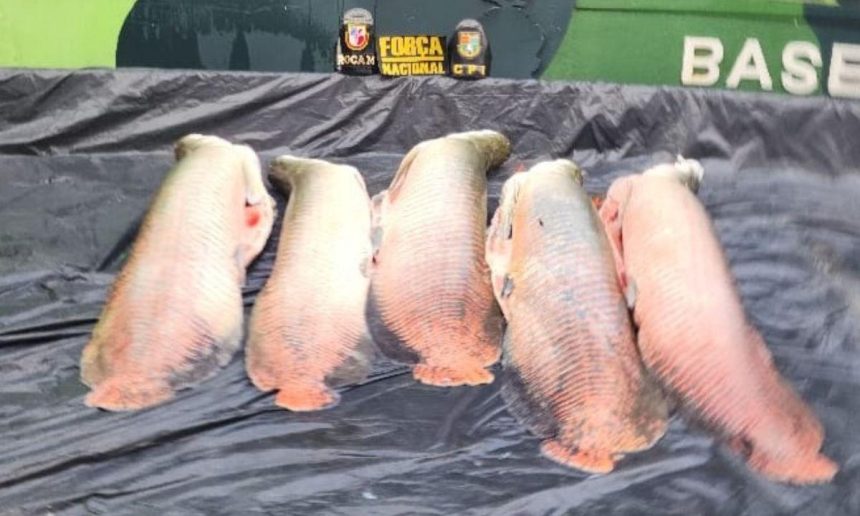 Pirarucus apreendidos pela polícia em fiscalização no Amazonas.