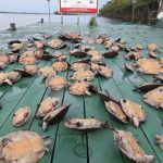 Quelônios apreendidos em fiscalização ambiental no Parque Nacional do Jaú.