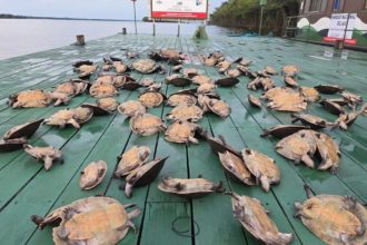 Quelônios apreendidos em fiscalização ambiental no Parque Nacional do Jaú.
