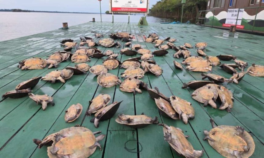 Quelônios apreendidos em fiscalização ambiental no Parque Nacional do Jaú.