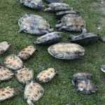 Quelônios resgatados pela polícia em uma área gramada.