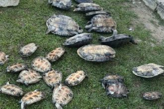 Quelônios resgatados pela polícia em uma área gramada.
